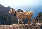 GOMERA, Spain (2001)