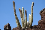 Lanzarote 2017