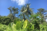 2017, Thailand Khao Sok NP