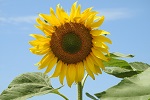 Sunflower :-)