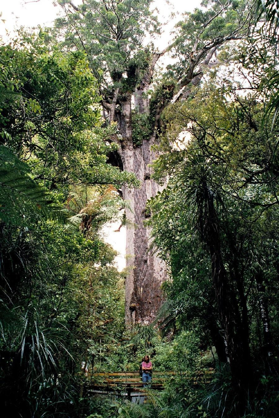 Neuseeland 2001