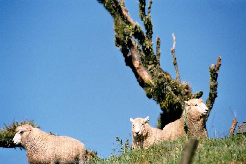 Neuseeland 2001