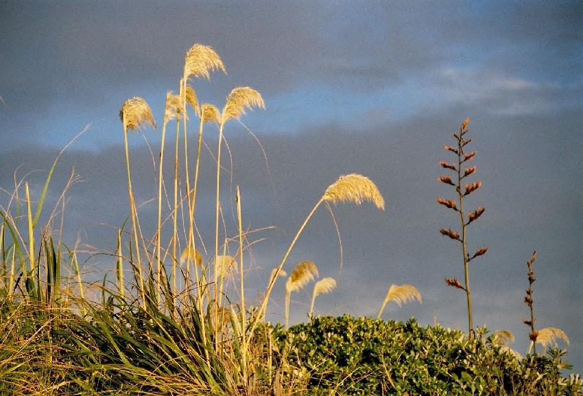 Neuseeland 2001