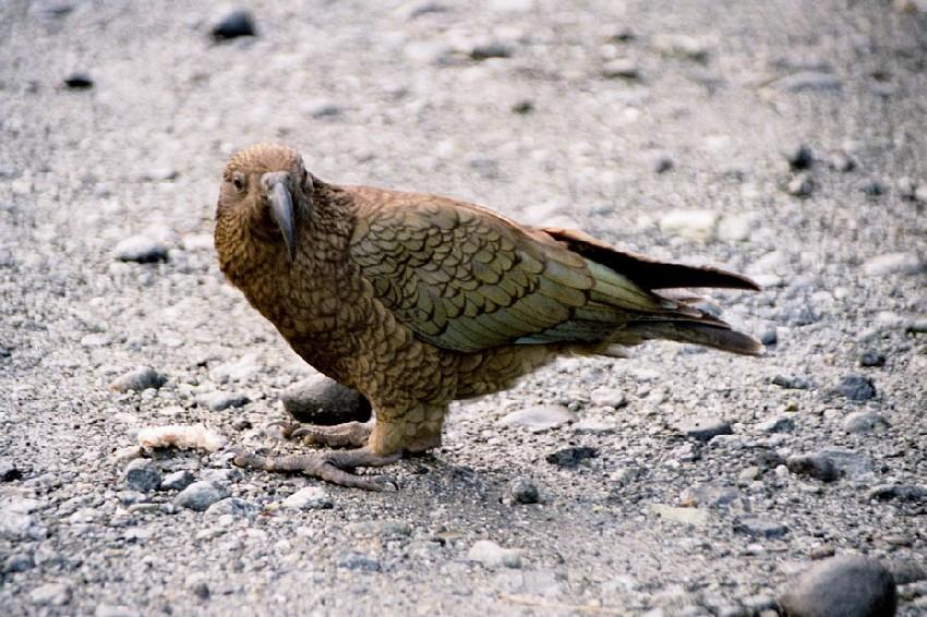 Neuseeland 2001