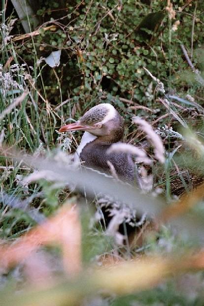 Neuseeland 2001