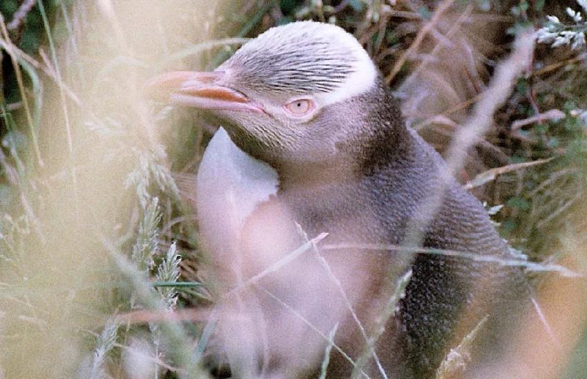 Neuseeland 2001