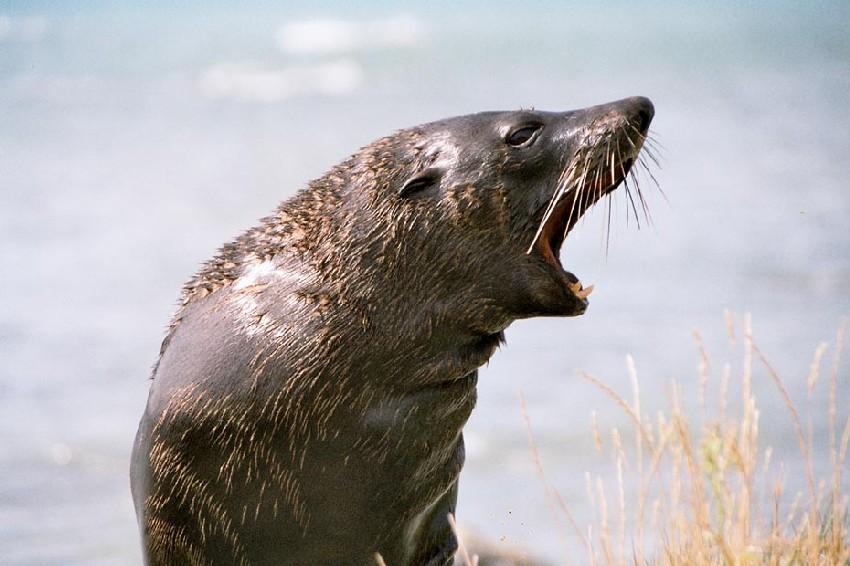 Neuseeland 2001
