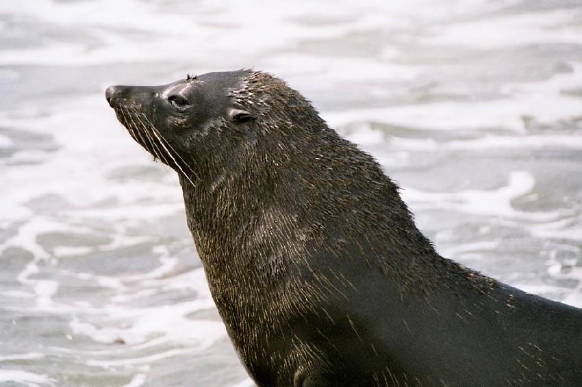 Neuseeland 2001