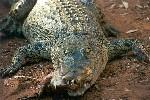 Salt Water Crocodile, Western Australia 2002
