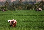 Lombok, Indonesia 1996