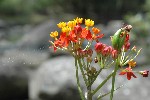 Flower in Dark-River-NP, Maurice (Mauritius) (2006)