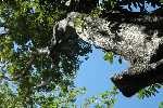 Maurice (Mauritius), Tree in Dark River National Park