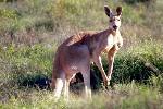 New South Wales, Australia (2002), Kangaroo