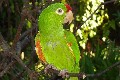 Costa Rica, Parrot near Quepos