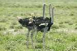 Three or two ostrich ? Etosha National Park, Namibia (2009)