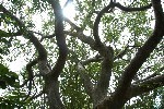 Namibia 2009, Tree in Etosha NP