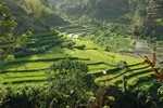 Bali, rice terraces (2011)