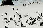 South Africa, Capetown, Penguins at Boulders Beach (2009)