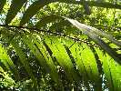 Costa Rica, palm at Playa Matapalo (2005)