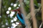 Sri Lanka, Bentota Beach, Kingfisher (2013)