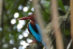 Sri Lanka, Bentota Beach, Kingfisher (2013)