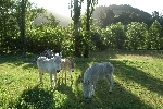 near Motueka Valley Hyw., New Zealand (2015)