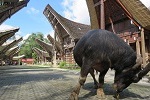 Sulawesi,. Toraja Region (2019)