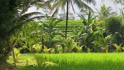 Indonesien, Bali near Jatiluwih rice terraces (2019)