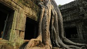 Cambodia, Ta Prohm Temple (2020)